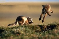 Fox cubs, three weeks old