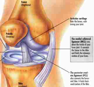 A lovely picture of how the knee works.